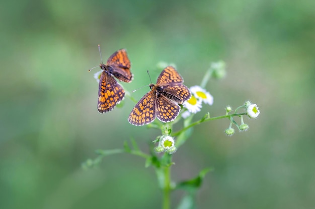 Piękny motyl Melitaea athalia Heath fritillary