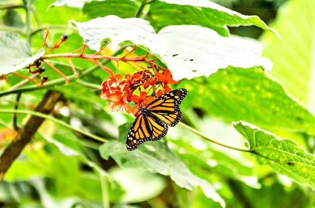 Piękny motyl monarcha Danaus plexippus na zielonych liściach w ogrodzie. Lepidopteron.