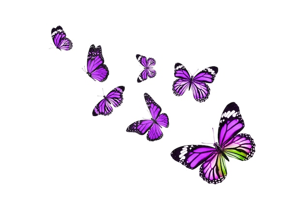 Piękny motyl monarcha na białym tle