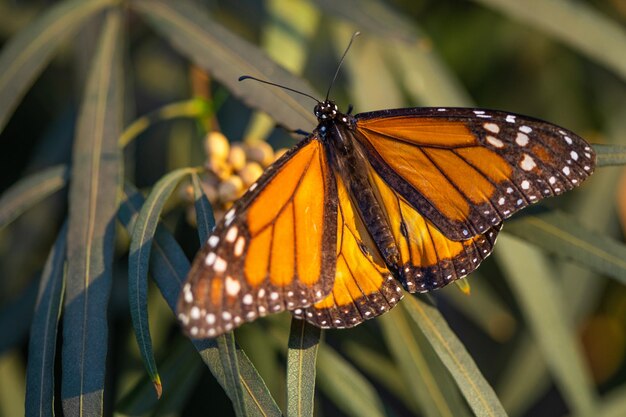 Zdjęcie piękny motyl monarchy odpoczynku na roślinie