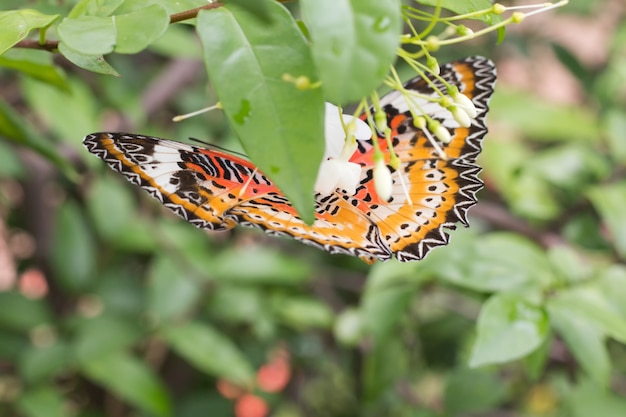 Piękny motyl na białym kwiacie Zamazująca lub plamy miękka ostrość, zakończenie motyl