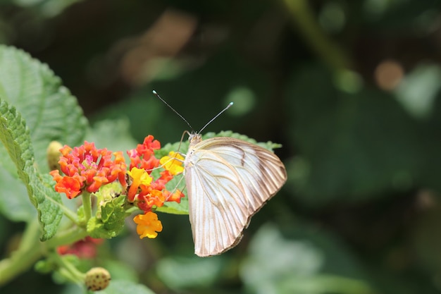 Piękny motyl na czerwonym kwiecie