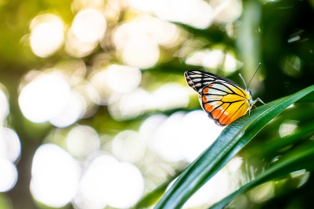 Piękny Motyl Na Drzewie