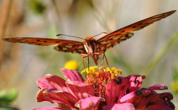 Piękny motyl na kwiat Macro Fotografia Beautyf