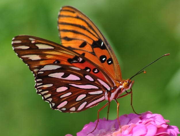 Piękny motyl na kwiat Macro Fotografia Beautyf