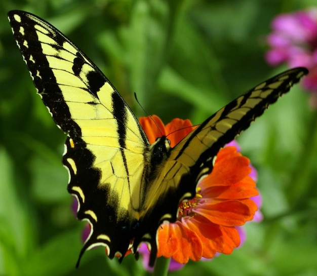 Piękny motyl na kwiat Macro Fotografia Beautyf