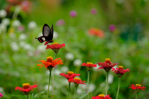 Zdjęcie piękny motyl na kwiatach w ogródzie.