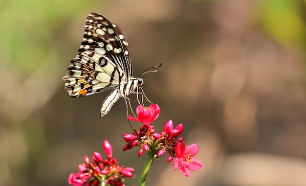 Piękny motyl na kwiatku. Tło zwierząt