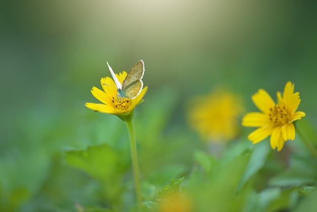 piękny motyl na kwiatku w tropikalnym ogrodzie