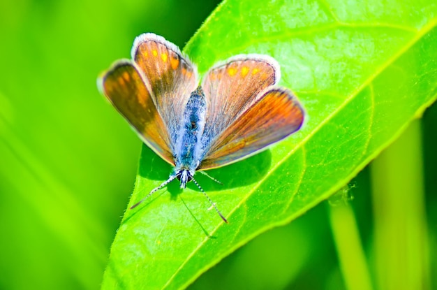 Piękny motyl na kwiatku