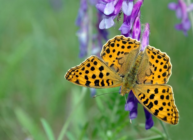 Piękny motyl na łące