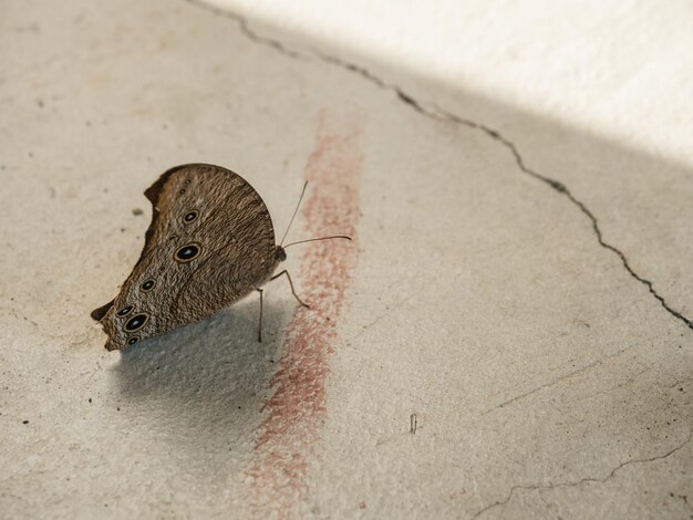 Zdjęcie piękny motyl na pękniętej podłodze