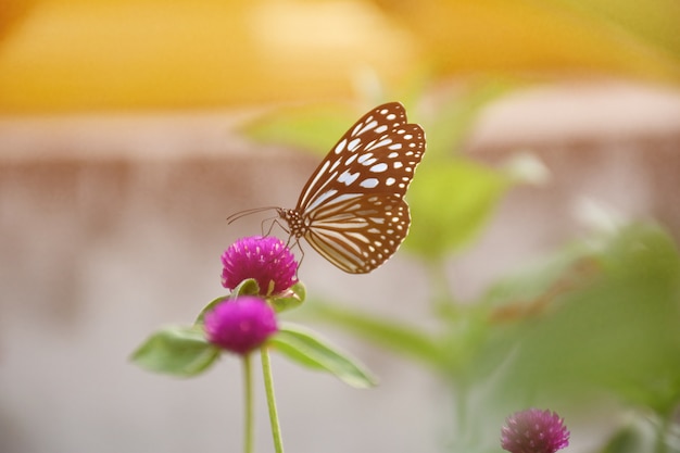 Zdjęcie piękny motyl na purpurowy kwiat