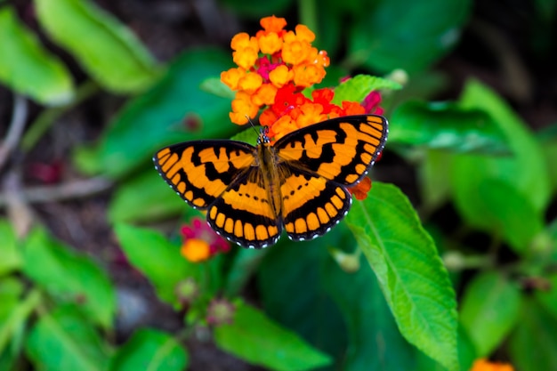 Piękny motyl na roślinach kwiatowych wiosną