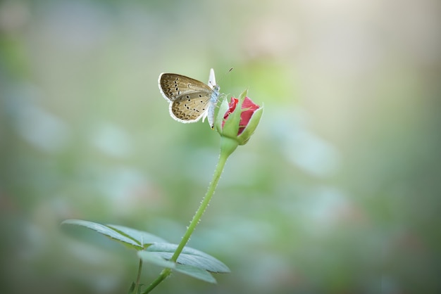 piękny motyl na tle przyrody