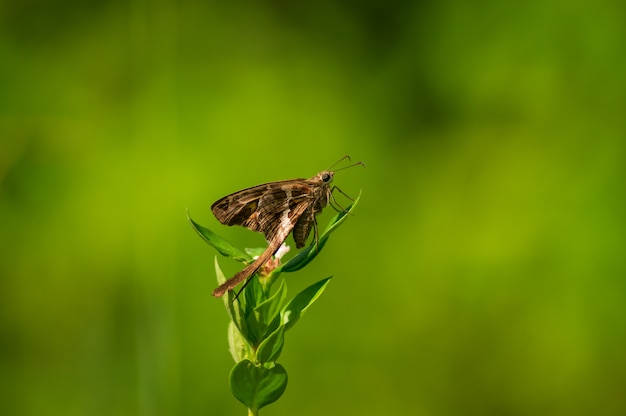 piękny motyl na zielonym tle
