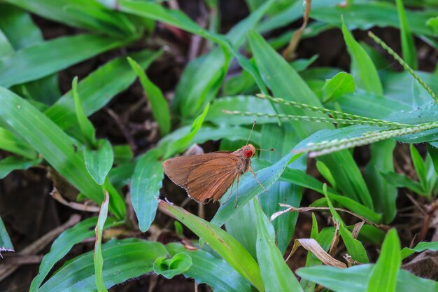 Piękny motyl na ziemi