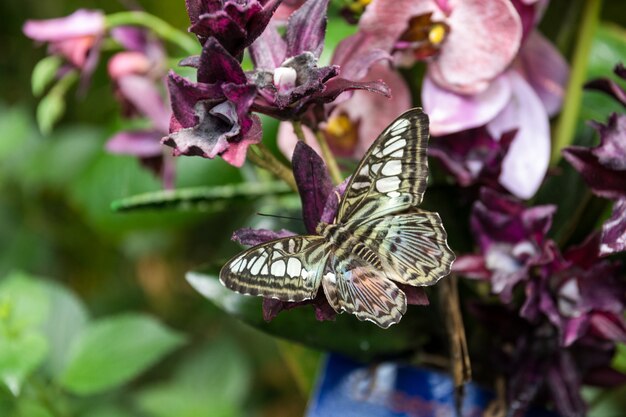 Piękny motyl, owad na zielonym tle przyrody, sfotografowany w Schmetterlinghaus,