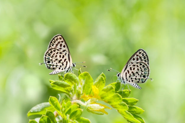 Piękny Motyl Pasujący Na Zielonych Liściach, Motyl Rasy