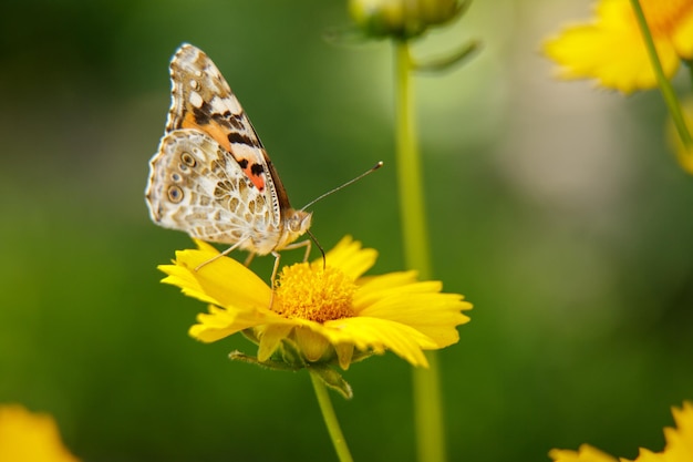 Piękny motyl pije nektar z żółtego kwiatu w słoneczny dzień makrofotografii selektywnej ostrości z małą głębokością