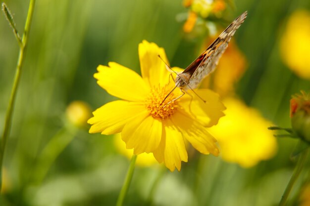 Piękny motyl pije nektar z żółtego kwiatu w słoneczny dzień makrofotografii selektywnej ostrości z małą głębokością