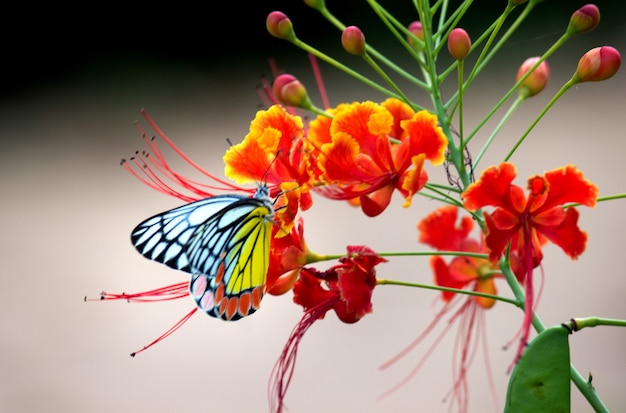 Piękny motyl pospolity Jezebel Delias eucharis odpoczywa na roślinie Royal poinciana