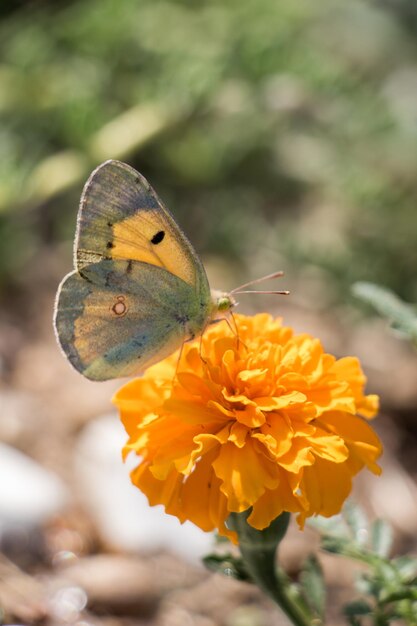 Piękny motyl siedzący na kwiatku