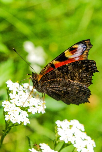 Piękny motyl siedzący na kwiecie