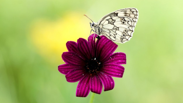 Piękny motyl siedzi na fioletowym kwiecie