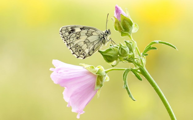 Piękny motyl siedzi na różowym kwiatku