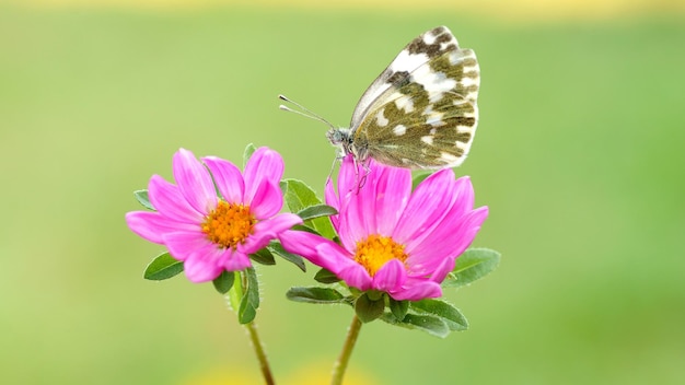 Piękny motyl siedzi na różowym kwiecie w ogrodzie.