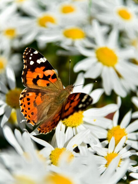 Piękny Motyl Siedzi Na Rumianku