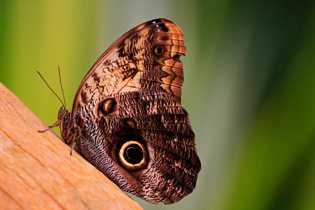 Piękny motyl sowa z bliska