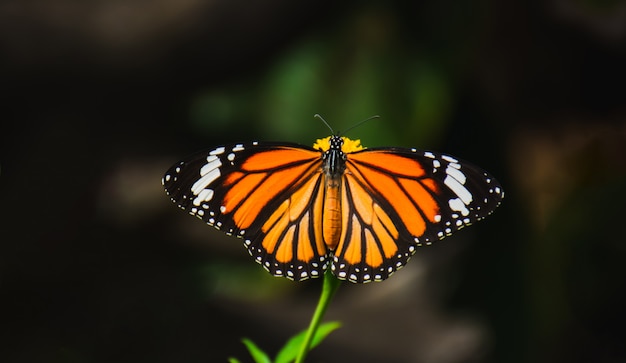 Piękny motyl ssie nektar z jasnych żółtych kwiatów pręcików.