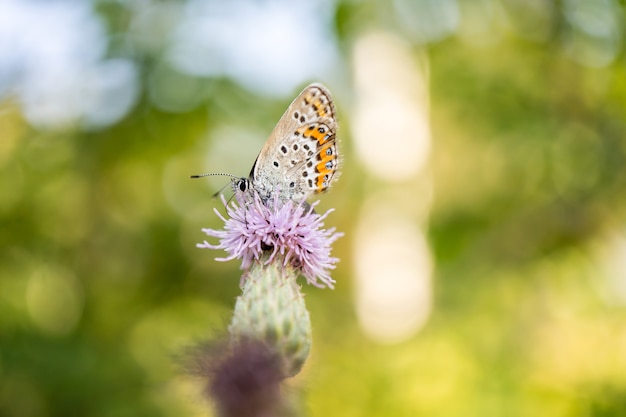 Piękny motyl stojący nad liściem