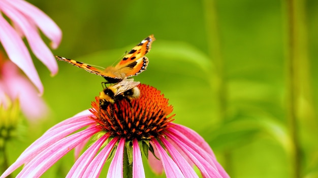 Piękny motyl Vanessa cardui wraz z pszczołą siadają na kwiat echinacei. Zapylanie z bliska kwiatu.