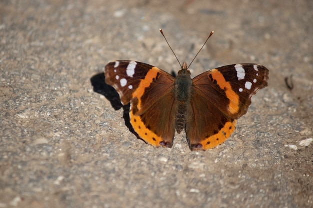 piękny motyl z bliska pomarańczowy motyl na ziemi w słoneczny dzień