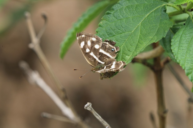 Piękny motyl