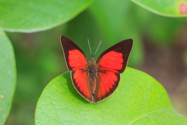 Zdjęcie piękny motyl