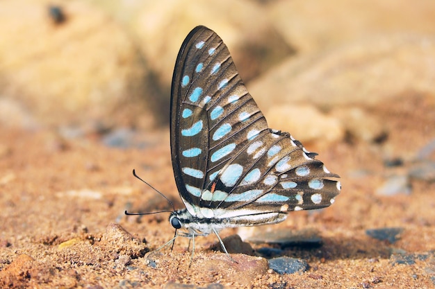 Piękny Motyl