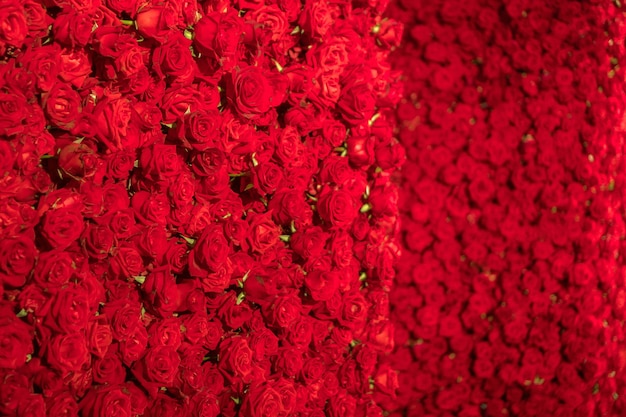 Piękny naturalny czerwonych róż deseniowy tło