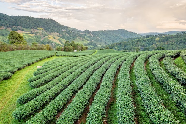 Piękny naturalny krajobraz plantacji zielonej herbaty w górach pod wieczornym światłem słonecznym na Doi Mae Salong, Chiang Rai jest znanym miejscem turystycznym w północnej Tajlandii.