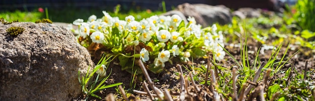 Piękny naturalny panoramiczny krajobraz wiejski Kwitnąca dzika wysoka trawa w przyrodzie o zachodzie słońca ciepłe lato Duszpasterska sceneria Selektywne skupienie się na pierwszym planie