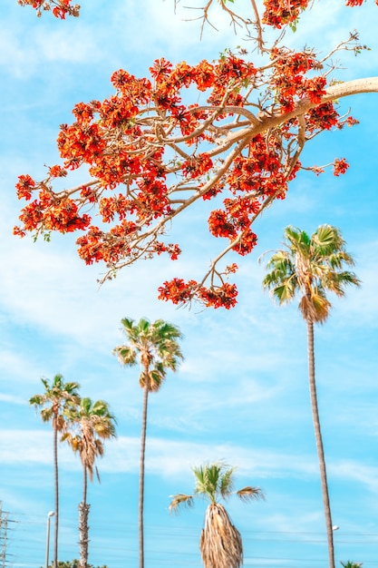 Piękny naturalny widok z kwitnącym drzewem z czerwonymi kwiatami Los Angeles Calfiornia