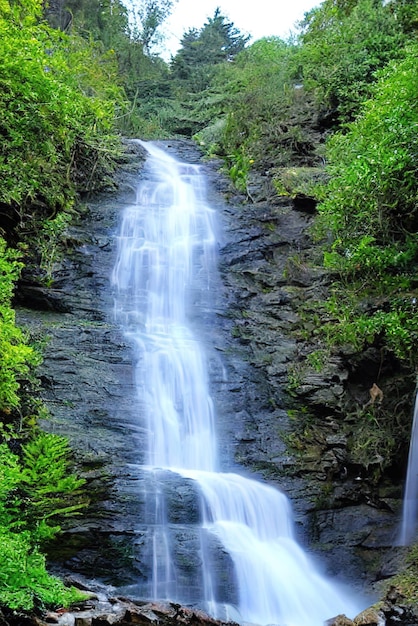 Piękny naturalny wodospad ukryty w lesie generowany przez Ai