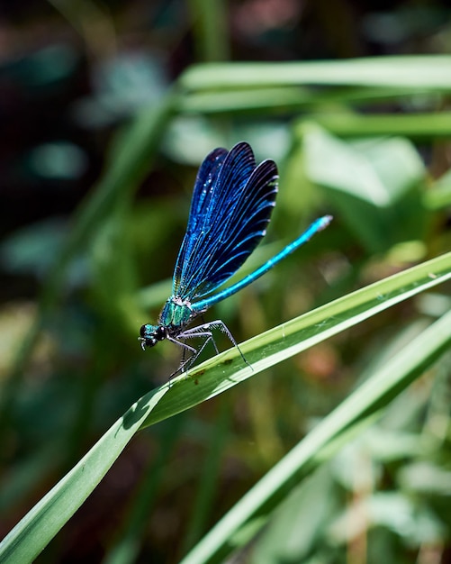 Piękny Niebieski Damselfly (calopteryx Virgo) Otwierający Skrzydła Siedząc Na Roślinie