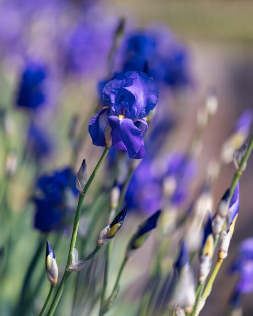 Piękny niebieski irysowy kwiat w parku. (skup się na kwiatku, tło bokeh)