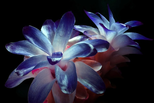 Piękny niebieski jasny kwiat na czarnym tle