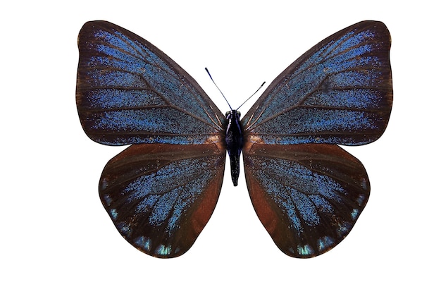 Piękny niebieski motyl. rasa eumaeus. na białym tle