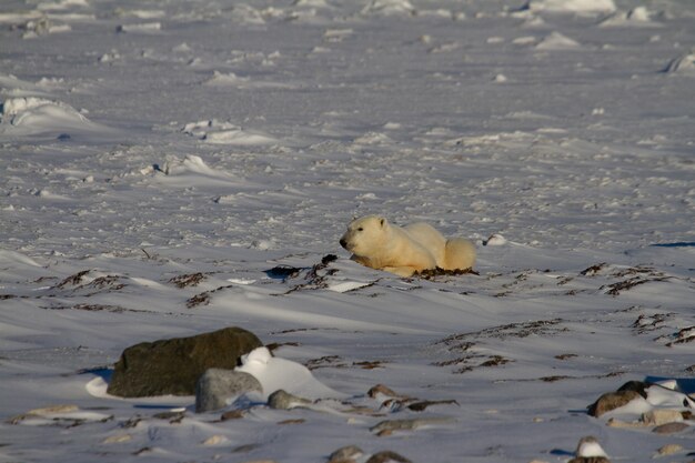 Piękny niedźwiedź polarny leżący na śniegu w słoneczny dzień, niedaleko Churchill, Manitoba Kanada